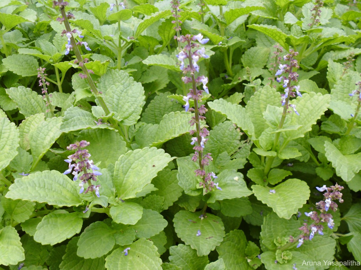 Coleus rotundifolius (Poir.) A.Chev. & Perrot